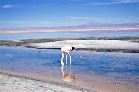 A Tour Of Atacama’s Salt Flats And Altiplanic Lagoons, Chile: 2023 Guide