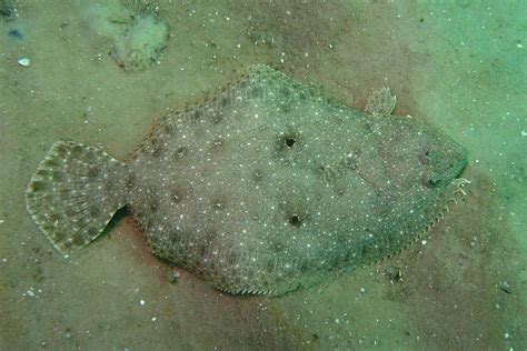 Gulf flounder - Alchetron, The Free Social Encyclopedia