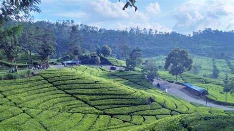 6 Aktivitas Seru di Perkebunan Teh Rancabali - September 2024