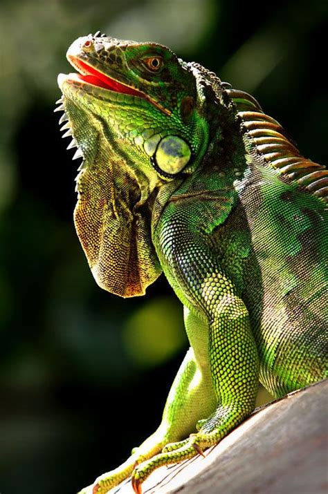 Green Iguana - lizards Photo (40322424) - Fanpop