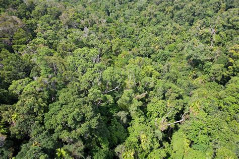 The Important Subsystem of Forest Canopy - Taman Safari Bali