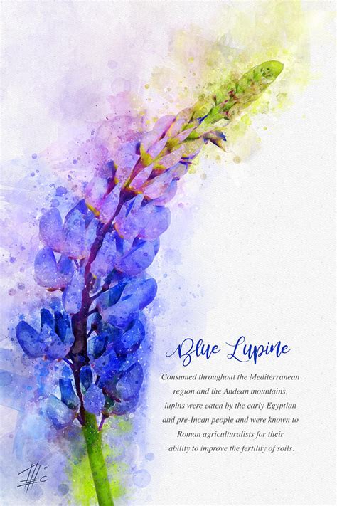 Blue Lupine Painting by Raceman Decker - Fine Art America