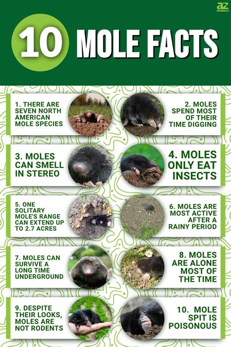 10 Incredible Mole Facts - A-Z Animals