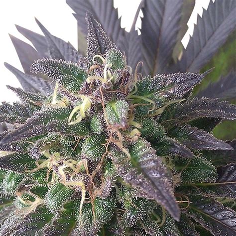 Blue Dream Seeds | Blue Dream Feminized Seeds