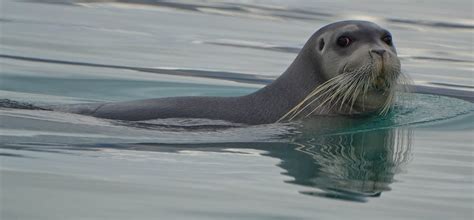 The bearded seal gets pre-emptive protection from global warming