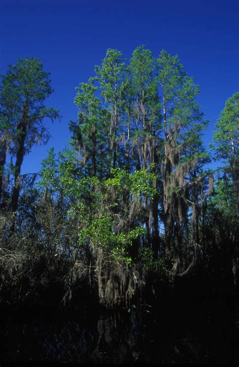 Free picture: trees, spanish, moss, swamp, okefenokee, wildlife, refuge