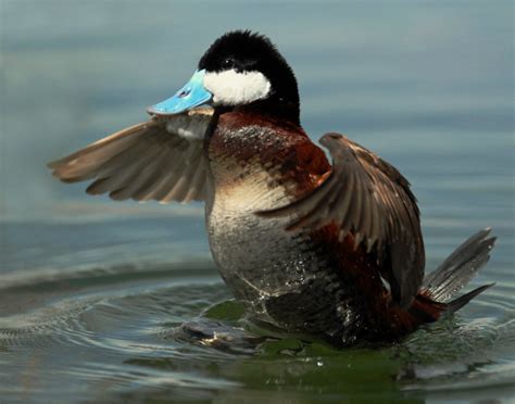 Birding Is Fun!: Ruddy Duck - featured bird of GSL Bird Festival