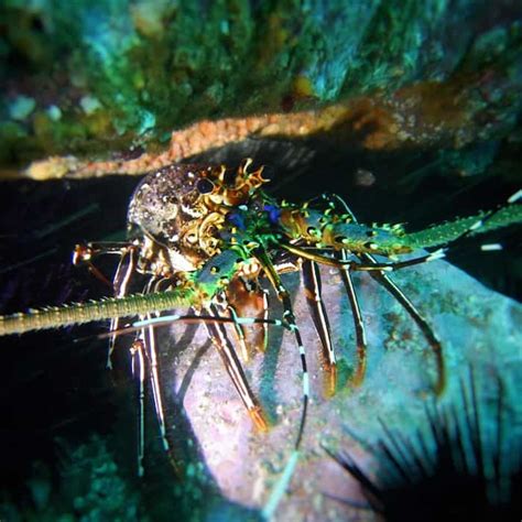 South West Rocks: Diving With Big Sharks and Rays Through a Cave