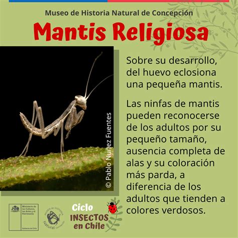 Mantis Religiosa | Museo de Historia Natural de Concepción