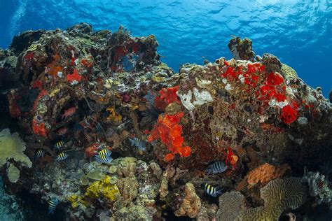 Dominica: Diving in Dominica: A World Class Experience