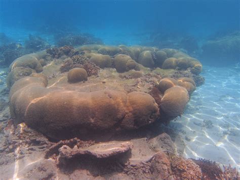 Snorkeling Rawa Island, Perhentian Islands | Snorkeling in Malaysia