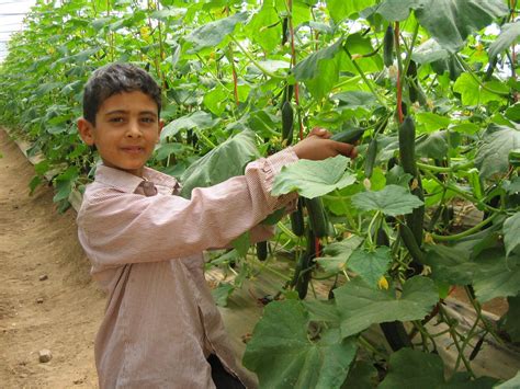 The Agricultural Goldmines of Deserts | ICARDA