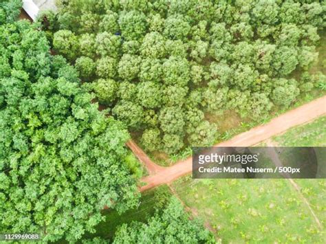 Durian Farm Photos and Premium High Res Pictures - Getty Images