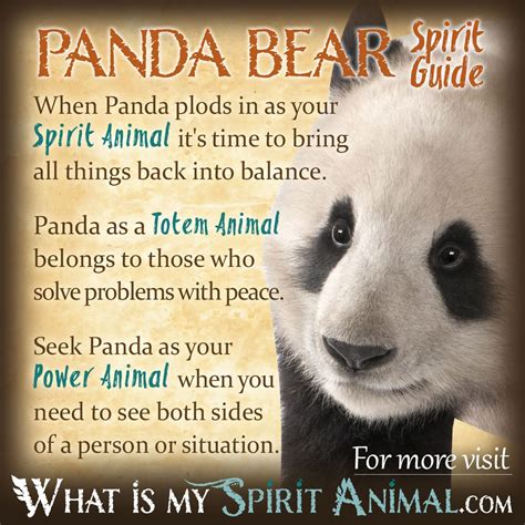 Panda Bear Symbolism & Meaning | Spirit, Totem & Power Animal