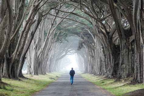 The Cypress Tree Tunnel at Point Reyes, California | dbro