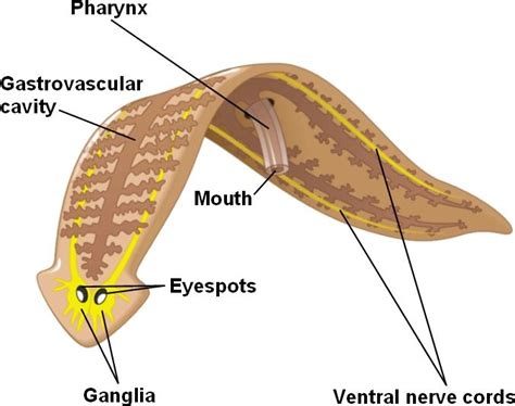 Platyhelminthes - MS. ANDERSON'S ZOOLOGY CLASS