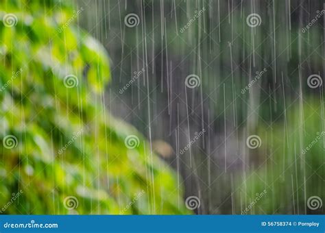 Rain leaves stock photo. Image of close, tree, nature - 56758374