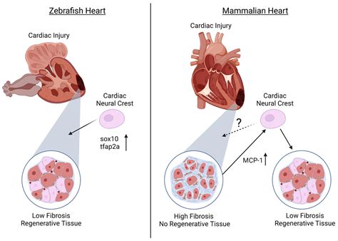 Cardiac Neural Crest and Cardiac Regeneration | Encyclopedia MDPI