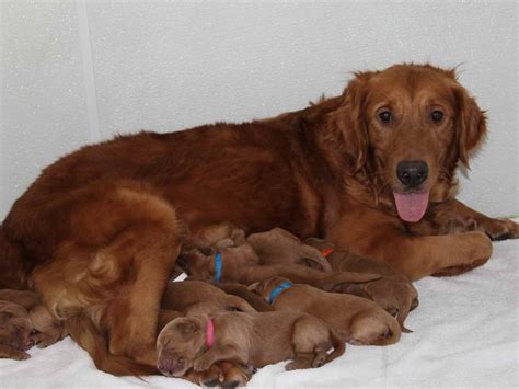 Dark Red Golden Retriever For Sale | PETSIDI