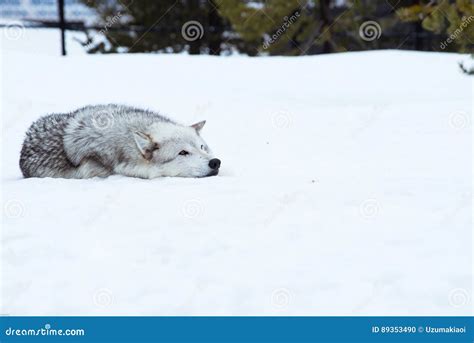 A Wolf Is Laying Down With The Snow In The Winter In The Relax Time ...