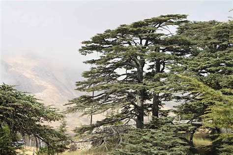 Cedar of Lebanon - Garden In Delight