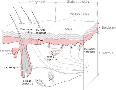 Sensory Modalities – TeachMePhysiology