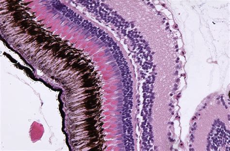 Special Stains | Histology Research Core