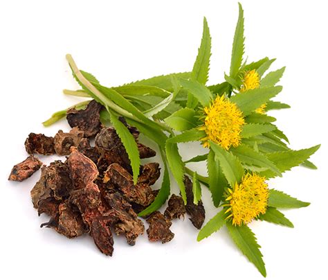 Rhodiola Rosea Tea: Benefits, Side Effects, and Recipe | Chinese Teas 101