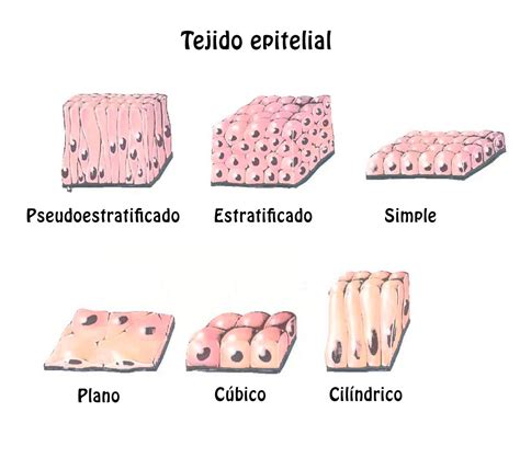 Existen 4 tipos de tejido 3. TEJIDO EPITELIAL EL TEJIDO EPITELIAL ESTÁ DISTRIBUIDO A TRAVÉS D ...