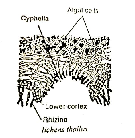 Lichens Structure