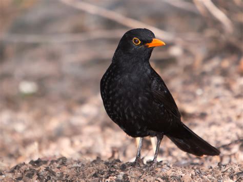 20 Most Common Irish Garden Birds | Easy Identification Guide