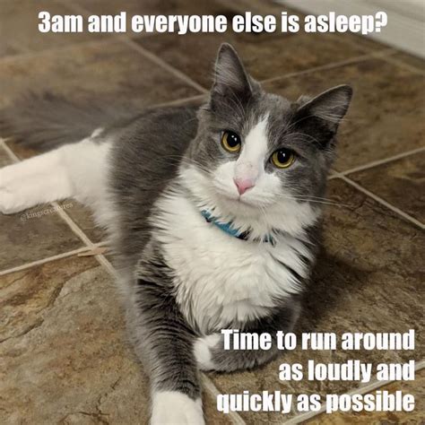 Have you ever been personally victimized by late night cat zoomies? # ...