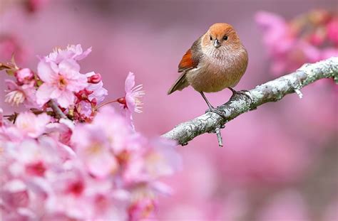 HD wallpaper: animals, nature, birds, flowers, depth of field, pink flowers | Wallpaper Flare