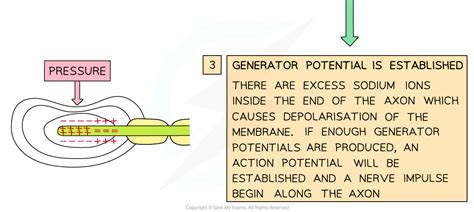 AQA A Level Biology复习笔记6.1.8 Generator Potential-翰林国际教育