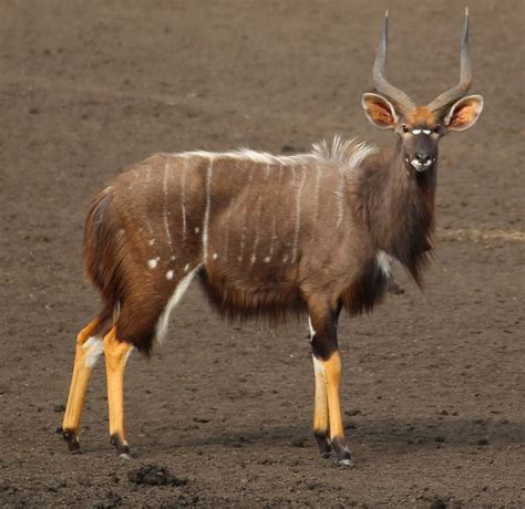 Nyala,_male | Rare animals, Animals images, Nature animals