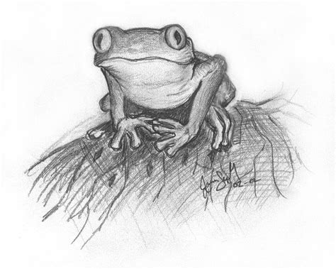 Tree Frog Drawing by Janice Soucey