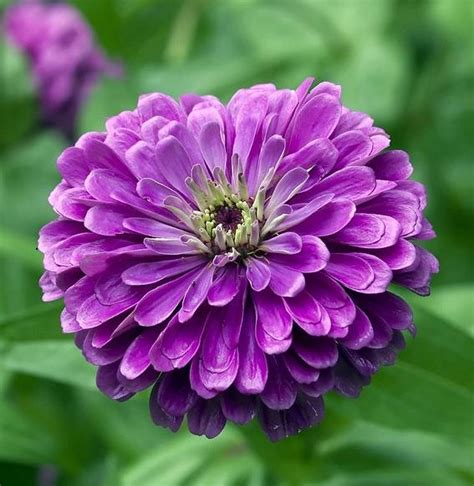 20 Dark Purple Flowers | Flowersandflowerthings