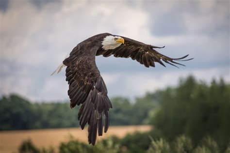 Gambar Burung Elang Hitam Putih Keren : Paling Bagus 12 Gambar Keren Burung Elang Koleksi Gambar ...