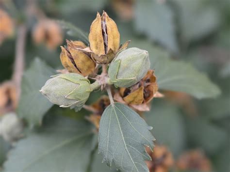 Can I Plant Rose Of Sharon Seeds - Learn About Starting Seeds From Rose Of Sharon