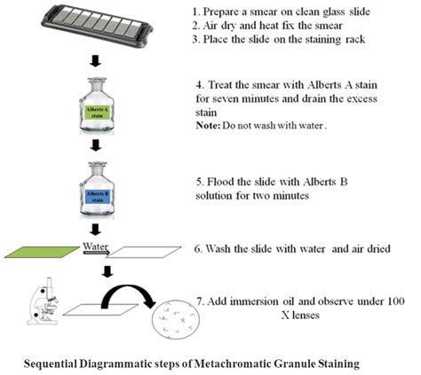 Metachromatic granule staining - Biology Ease