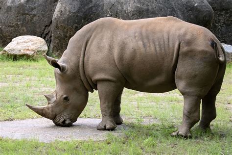 Southern White Rhinoceros - Zoo Atlanta