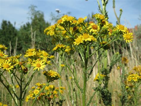 Controlling Tansy Ragwort - Mayne Island Conservancy