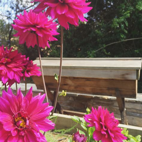 TOP 10 BEE-FRIENDLY FLOWERS - Beekeeping Like A Girl