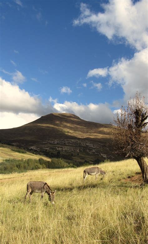 Wildlife lesotho – WeAreTravellers