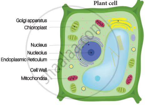 Make sketches of animal and plant cells which you observe under microscope. - Science | Shaalaa.com