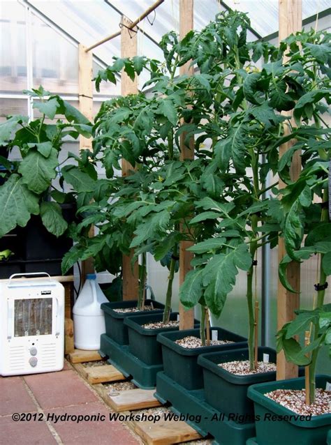 21 best images about Hydroponic Tomatoes on Pinterest | Supplies, Catalog and Hydroponics