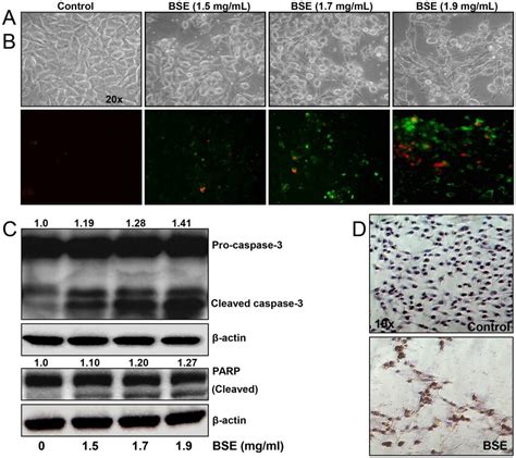 BSE treatment induced apoptosis in A375 melanoma cells. (A) Phase ...