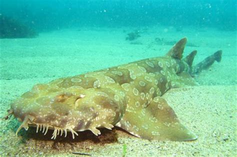 Wobbegong Sharks of Sydney