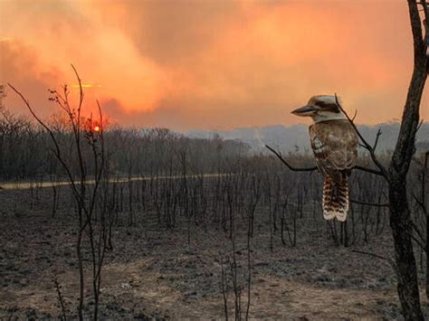 Australia's devastating bushfires | Stories | WWF