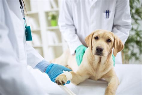 Hundekrankenversicherung für Labrador Retriever